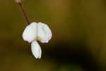 Sand ticktrefoil 